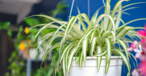 Top 8 Easy-to-Grow Plants for Beginners