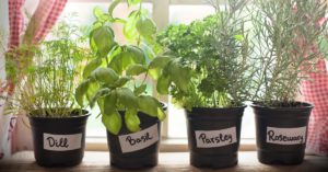 How to Grow Your Own Herbs at Home: A Beginner’s Guide